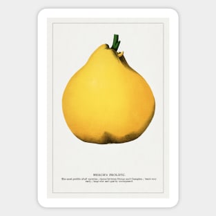 Meech's Prolific Pear  Lithograph (1900) Sticker